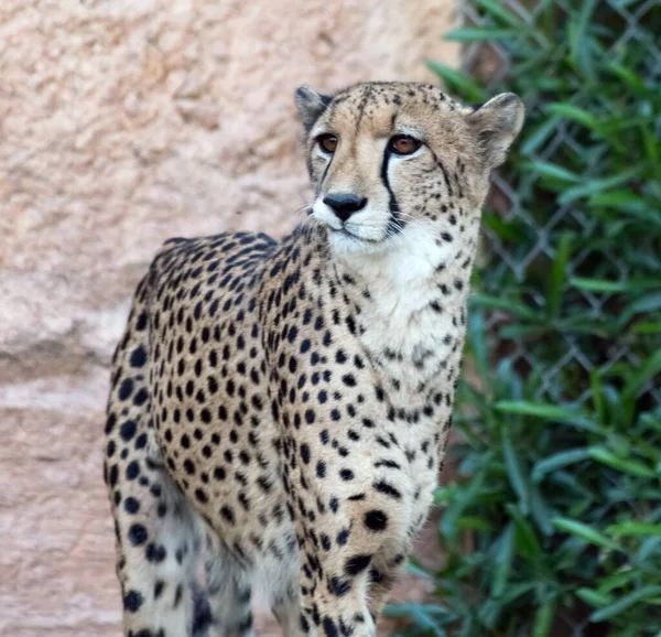 Cheetah Animal Selvagem Tigre Selva — Fotografia de Stock