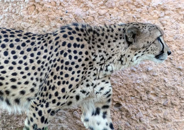 Cheetah Animal Salvaje Tigre Selva —  Fotos de Stock