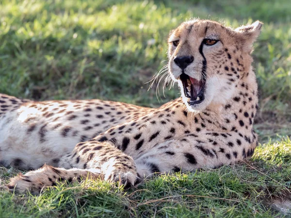 Dziki Gepard Zwierząt Lub Tygrys Dżungli — Zdjęcie stockowe