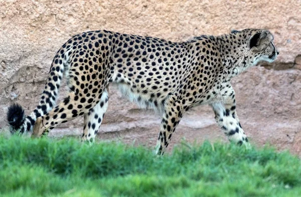 Cheetah Animal Selvagem Tigre Selva — Fotografia de Stock