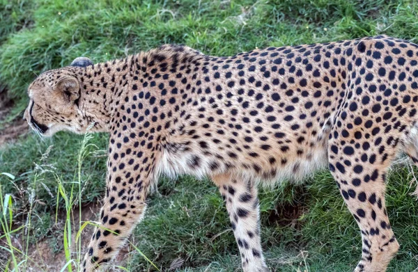 Vilda Djur Cheetah Eller Tiger Djungeln — Stockfoto