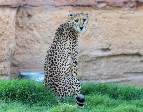 Cheetah Animal Salvaje Tigre Selva —  Fotos de Stock