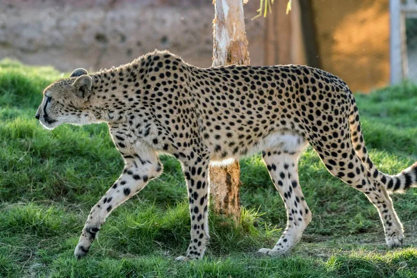 Cheetah Animal Selvagem Tigre Selva — Fotografia de Stock