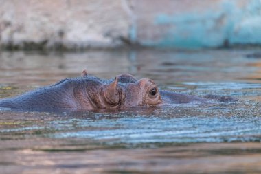 Nehirdeki Vahşi Hayvan Hippo ya da Hippopotam