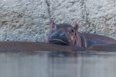 Nehirdeki Vahşi Hayvan Hippo ya da Hippopotam
