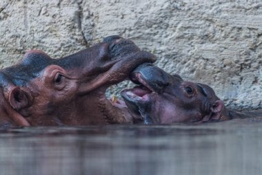 Nehirdeki Vahşi Hayvan Hippo ya da Hippopotam