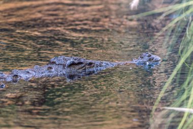 Nehirdeki Vahşi Sürüngen Timsahı