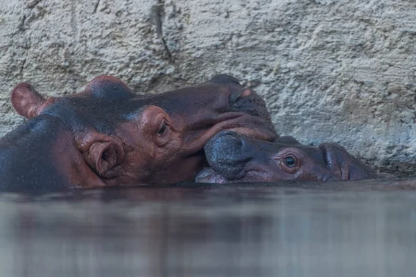 Nehirdeki Vahşi Hayvan Hippo Hippopotam — Stok fotoğraf