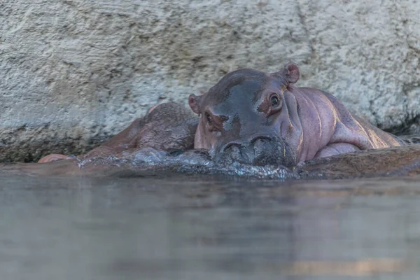 Wild Animal Hippo Hippopotamus River — Stock Photo, Image