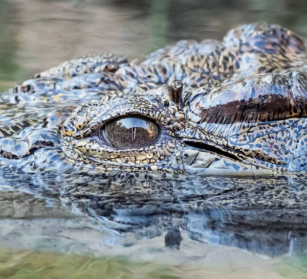 Wild Reptile Alligator River — 스톡 사진