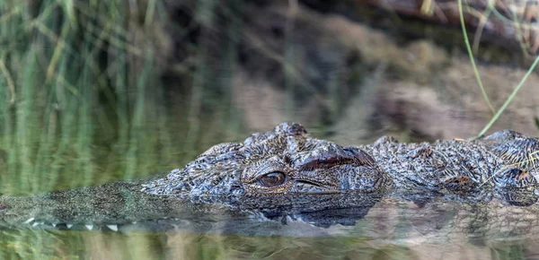 Wild Reptile Alligator River — 스톡 사진
