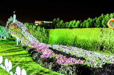 Güneşli bir günde 45 milyondan fazla çiçeğin bulunduğu Mucize Bahçesi 'nin Flourish Manzarası Dubai' de Çiçek Bahçesi, Uae