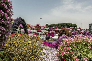 Güneşli bir günde 45 milyondan fazla çiçeğin bulunduğu Mucize Bahçesi 'nin Flourish Manzarası Dubai' de Çiçek Bahçesi, Uae