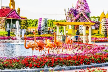 Güneşli bir günde 45 milyondan fazla çiçeğin bulunduğu Mucize Bahçesi 'nin Flourish Manzarası Dubai' de Çiçek Bahçesi, Uae