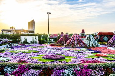 Güneşli bir günde 45 milyondan fazla çiçeğin bulunduğu Mucize Bahçesi 'nin Flourish Manzarası Dubai' de Çiçek Bahçesi, Uae