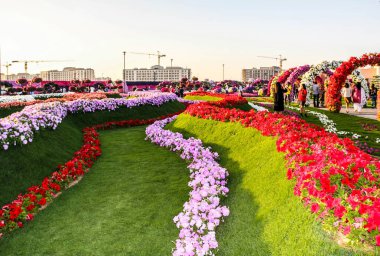 Güneşli bir günde 45 milyondan fazla çiçeğin bulunduğu Mucize Bahçesi 'nin Flourish Manzarası Dubai' de Çiçek Bahçesi, Uae