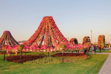 Güneşli bir günde 45 milyondan fazla çiçeğin bulunduğu Mucize Bahçesi 'nin Flourish Manzarası Dubai' de Çiçek Bahçesi, Uae