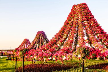 Güneşli bir günde 45 milyondan fazla çiçeğin bulunduğu Mucize Bahçesi 'nin Flourish Manzarası Dubai' de Çiçek Bahçesi, Uae