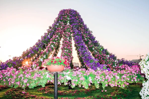 Hermoso Paisaje Florecido Miracle Garden Con Más Millones Flores Día — Foto de Stock