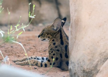 Afrika Ormanında Vahşi Hayvan Hizmetleri Kedisi