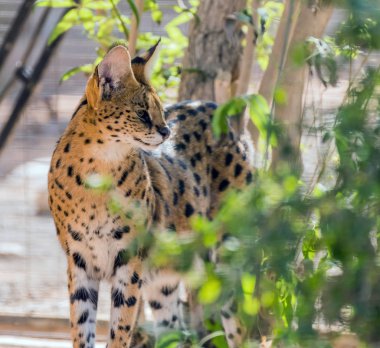 Afrika Ormanında Vahşi Hayvan Hizmetleri Kedisi