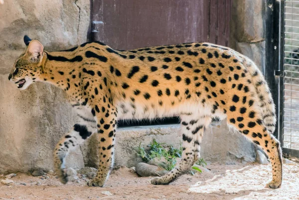 Wild Animal Serval Cat Afrikansk Djungel — Stockfoto