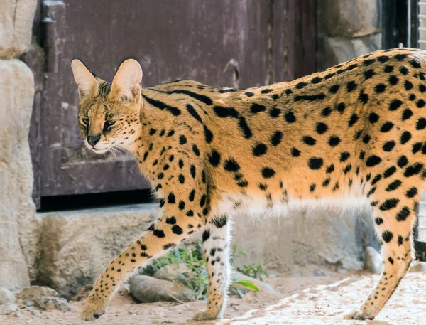 Wild Animal Serval Cat Afrikansk Djungel — Stockfoto