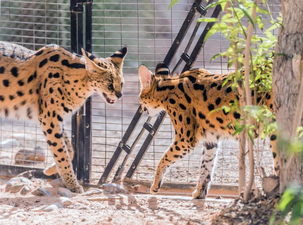 stock image Wild Animal Serval Cat in African Jungle