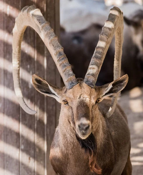 Animal Selvagem Nubian Ibex Com Grandes Chifres — Fotografia de Stock