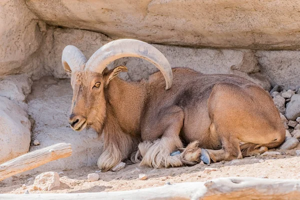 Uzun Boynuzlu Vahşi Hayvan Berberi Koyunu