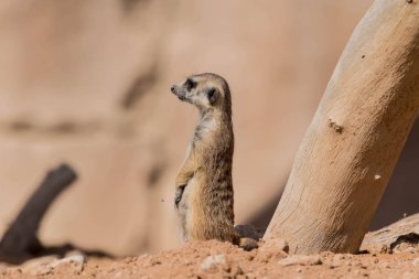 Çöl 'de Meerkat (Surikate)