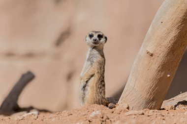 Meerkat (Surikate) in Desert clipart