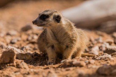 Çöl 'de Meerkat (Surikate)
