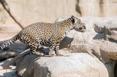 Kuru Ormanda Vahşi Hayvan Jaguarı