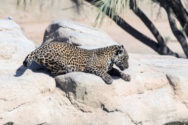 Kuru Ormanda Vahşi Hayvan Jaguarı