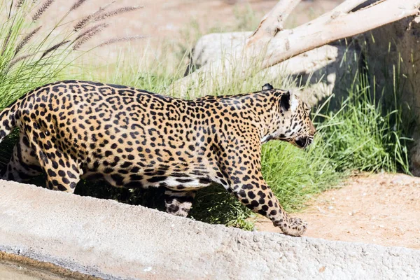 Jaguar Animais Selvagens Floresta Seca — Fotografia de Stock