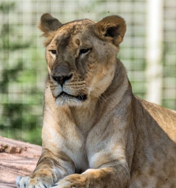 Vahşi Hayvan Kahverengi Aslan Kaya 'da Oturuyor