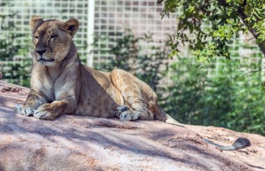 Vahşi Hayvan Kahverengi Aslan Kaya 'da Oturuyor