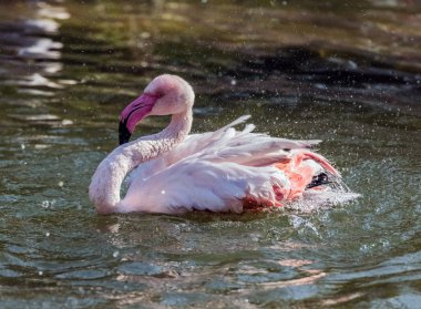 Karayip Pembe Flamingosu Gölde Sıçrıyor