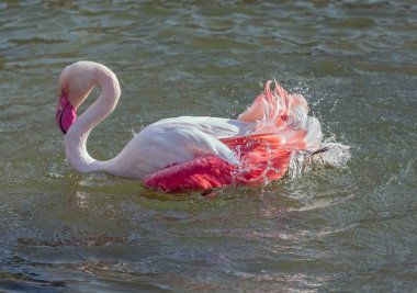 Karayip Pembe Flamingosu Gölde Sıçrıyor