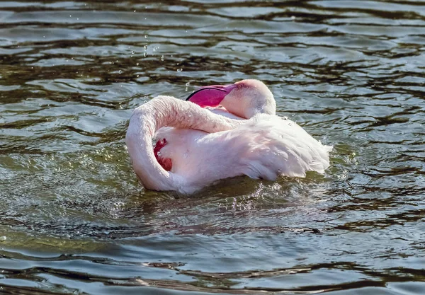 Flamenco Rosa Caribeño Salpicando Lago — Foto de Stock