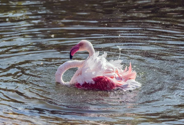 加勒比粉红火烈鸟在湖中飞溅 — 图库照片