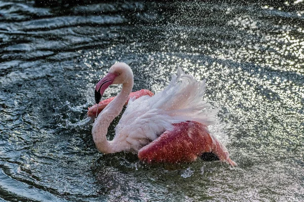 Flamenco Rosa Caribeño Salpicando Lago — Foto de Stock