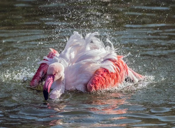 Flamenco Rosa Caribeño Salpicando Lago — Foto de Stock