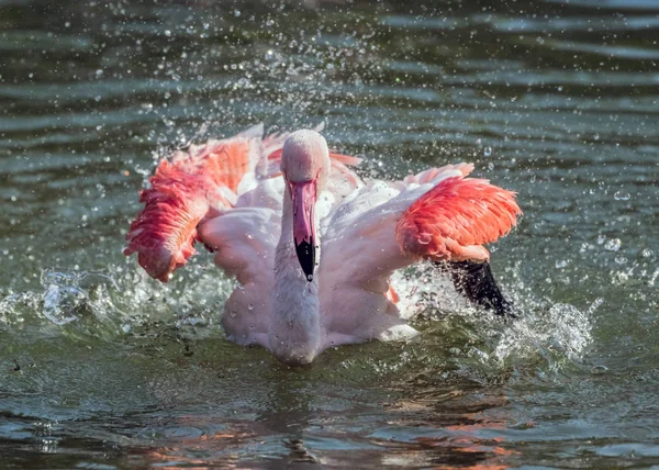 Caribbean Pink Flamingo Splash Een Meer — Stockfoto