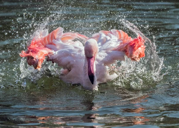 Flamenco Rosa Caribeño Salpicando Lago — Foto de Stock