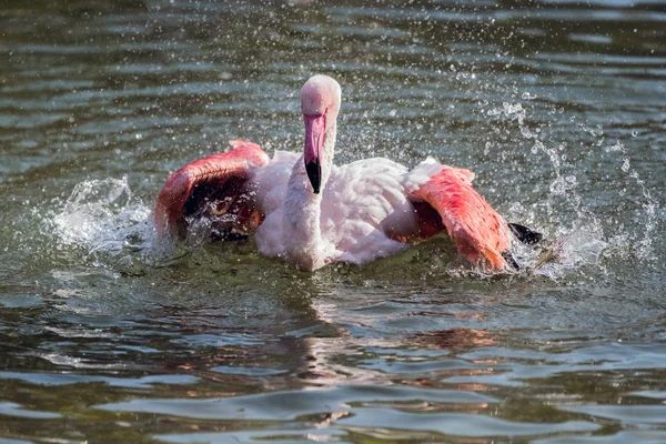 Caribbean Pink Flamingo Splash Een Meer — Stockfoto