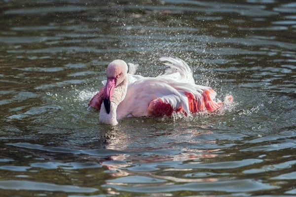 Caribbean Pink Flamingo Splash Een Meer — Stockfoto