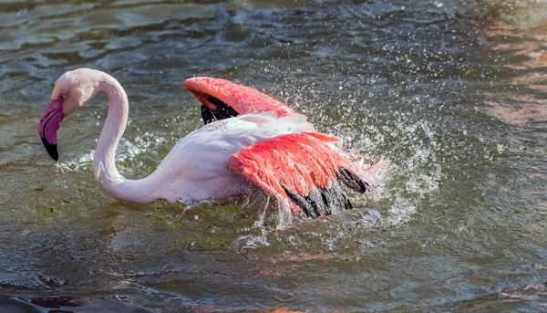 Karaibski Różowy Flamingo Splashing Jeziorze — Zdjęcie stockowe