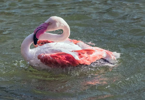 Caribbean Pink Flamingo Splashing Lake — Stock Photo, Image